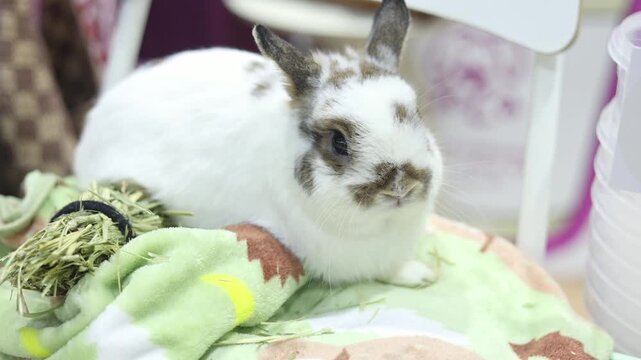 Adorable white Netherland Dwarf with brown markings resting comfortably on a soft blanket bedding.