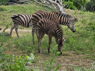zebra in the grass © JKN