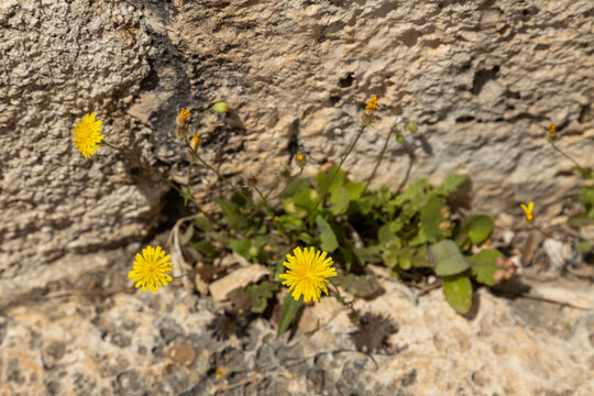 Small wild yellow dandelion flower blooming in ancient stone wall crack on sunny spring day. Beautiful mediterranean hawksbeard crepis plant growing from antique rock ruin, April, Turkey.