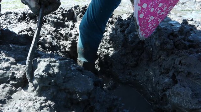 Close up of a fisherman catching a fresh live octopus in the mudflat, Korean traditional fishing method / 한국 전통 방식으로 갯벌에서 낙지를 잡는 어민, 싱싱한 산낙지 근접 촬영 영상