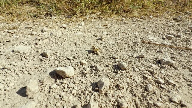 A camouflaged grasshopper rests quietly on a dry, stony dirt ground in Crimea. Its dusty colors blend perfectly with the rocks, bringing a peaceful feeling of lonely stillness.