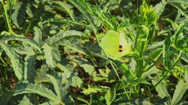 Close up of a healthy okra plant featuring a fresh yellow flower growing in a cultivated farm under bright natural daylight