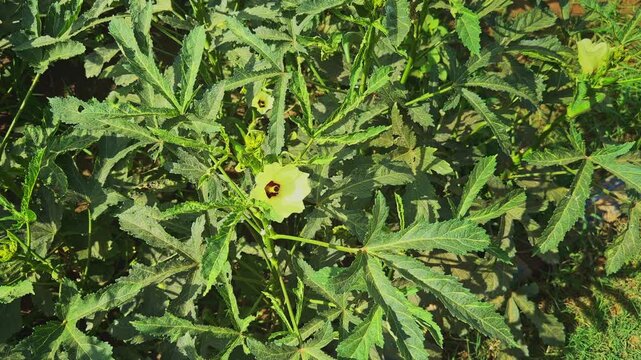 Top view camera orbiting of a blooming lady finger plant featuring a pale yellow okra flower surrounded by healthy green foliage under bright natural daylight.