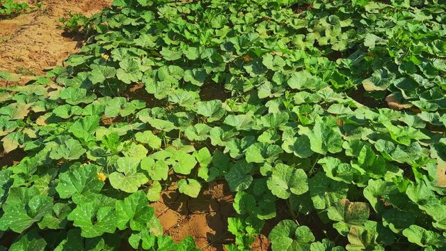 Smooth tracking shot through a thriving Indian pumpkin field featuring dense green vines and healthy foliage under bright natural daylight