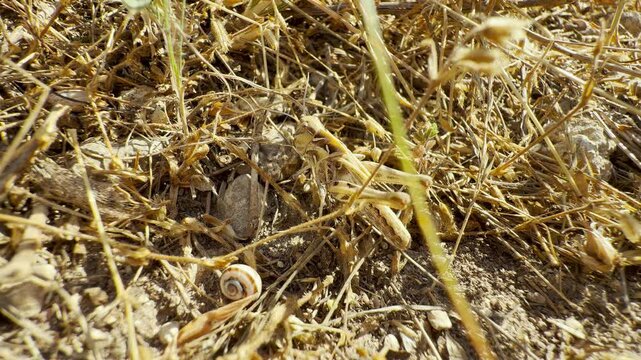 A small grasshopper rests quietly near a snail shell in the dry grass of Crimea. Its camouflaged body brings a peaceful feeling of lonely stillness.