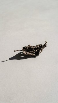 Dried brown leaf on a white concrete surface casting a sharp shadow. Concept of nature decay, autumn season and minimalism. Organic texture detail for environmental design projects.