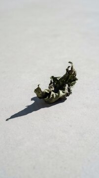 Dry curled leaf resting on a smooth surface. Withered foliage casting a sharp shadow. Nature element representing seasonal change, decay, and minimalist rustic autumn background.