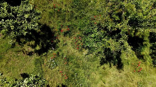 A drone view from above of Poppies and other wildflowers growing amongst fruit trees. Summer. UK