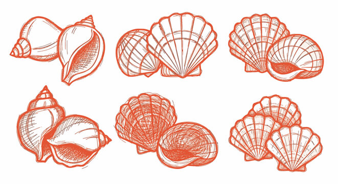Collection of red hand-drawn seashell illustrations featuring scallops, conchs, and whelks. Detailed line art with cross-hatching on a white background for marine nature and beach themes.
