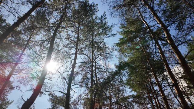 Cinematic low-angle shot of a dense pine forest canopy in 4K at 24fps with natural motion blur. Tall trees with bare and green branches against a clear blue sky, featuring sunlight lens flare.