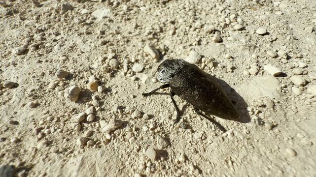 An alert capnodis jewel beetle crawls slowly across a sandy, stony path in Crimea. Its dark body stands out against the bright ground, creating a curious feeling of lonely wonder.
