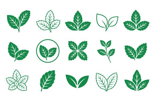 Green mint leaves vector icon set featuring various fresh peppermint and spearmint leaf designs for organic food, herbal tea, and natural cosmetics branding