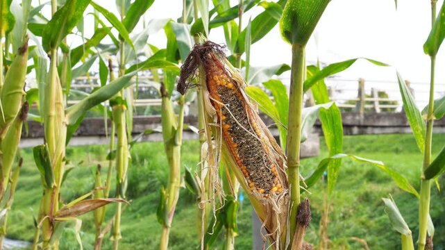 corn cob damaged by rats in a field. Visualizing agricultural crop loss, rodent pest destruction, and food security challenges on a maize farm