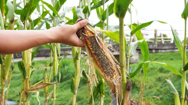 Hand showing damaged corn ear destroyed by rodent pests. Severe crop loss in maize field, highlighting agricultural challenges with rat infestation and food security issues in rural farming