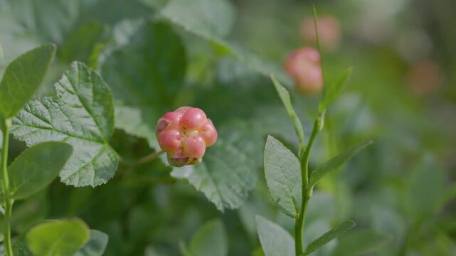 Close-up of a pink-orange cloudberry fruit ripening among green forest leaves with soft natural bokeh and copy space