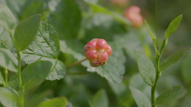 Close-up of a pink-orange cloudberry fruit ripening among green forest leaves with soft natural bokeh and copy space