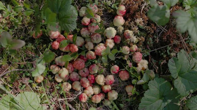 Cluster of ripening cloudberries scattered among moss, leaves, and low forest plants in natural light