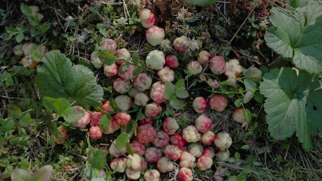 Cluster of ripening cloudberries scattered among moss, leaves, and low forest plants in natural light