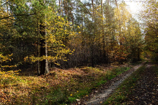 Autumn forest road curves through mixed woodland with pine, birch, spruce, golden foliage, grass, shrubs, and fallen leaves. Sunlight filters between trees, creating peaceful natural path for hiking