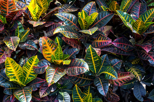 Colorful croton leaves pattern, tropical plant foliage background
