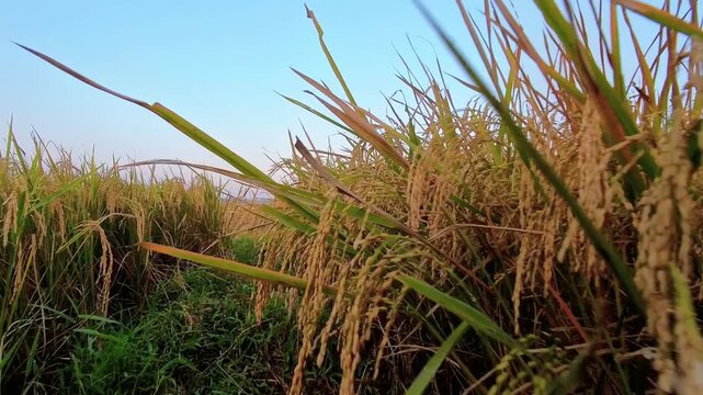 Ground-level view between rows of mature, golden-yellow rice plants ready for harvest