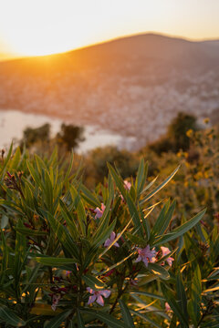 Pink flowers and plants at Lekuresi Castle overlooking the sunset in Albania