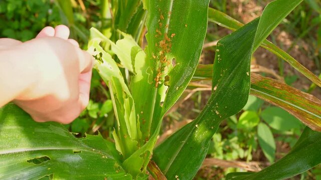 Hand inspecting damaged corn leaves eaten by fall armyworms in an agricultural farm, illustrating pest infestation and impact on crop health