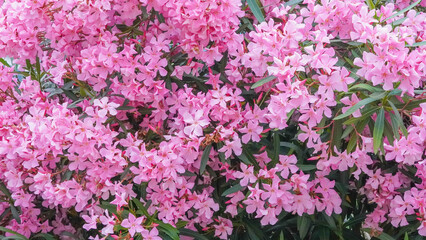 Obraz premium Dense cluster of vibrant pink oleander flowers, showcasing lush petals and green foliage