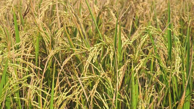 Golden rice grains swaying in the gentle breeze against organic paddy stalks moving rhythmically during a sunny harvest season in a rural field