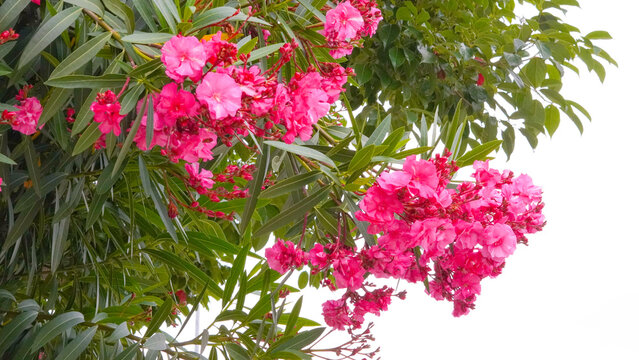 Bright red oleander clusters blooming against a backdrop of deep green pointed leaves