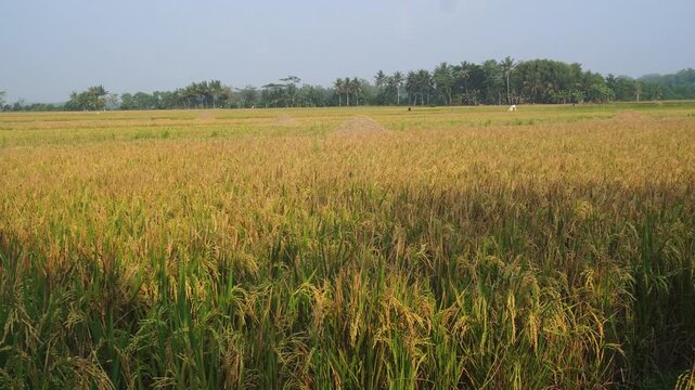 Golden grains of ripening rice swaying in the breeze under a clear sky during a tropical harvest season with distant palm trees on the horizon.