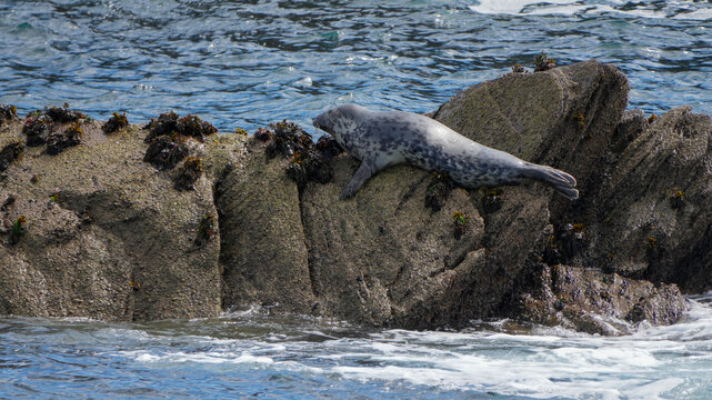 a wild grey seal (halichoerus grypus) resting on a rock surrounded by ocean water