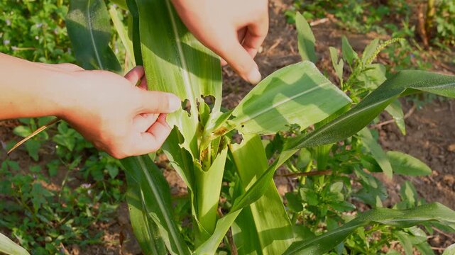 Footage Hand inspecting damaged corn leaves eaten by fall armyworms in an agricultural farm, illustrating pest infestation and impact on crop health