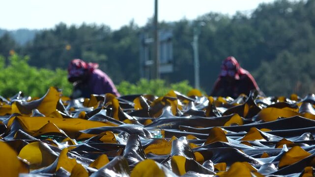Korea kelp sea tangle dried harvest drying process local village workers labor marine industry aquaculture fishery farm seaweed product 한국 다시마 말리기 작업 다시마건조 수확 어촌 주민 노동 수산업 양식업 어업 해조류 수산물 가공 식품 식재료 건조장