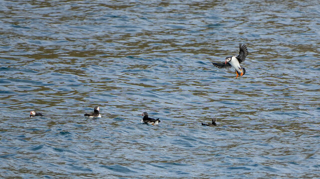 a group of atlantic puffins (fratercula arctica) swimming in the ocean while one is flying