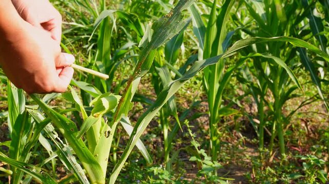 Hand inspecting damaged corn leaves eaten by fall armyworms in an agricultural farm, illustrating pest infestation and impact on crop health