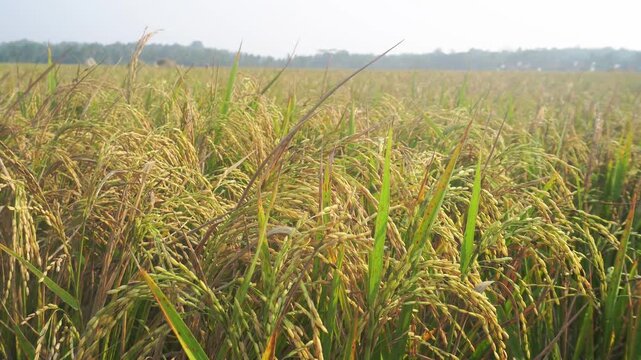 Gently swaying stalks of golden ripened rice grains in a vast tropical paddy field during harvest season with smooth camera movement and soft light.