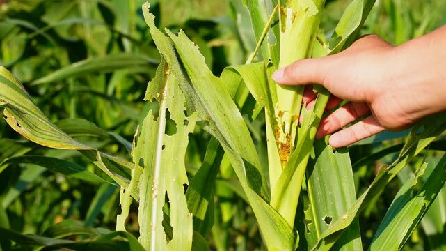 close up shot Hand inspecting damaged corn leaves eaten by fall armyworms in an agricultural farm, illustrating pest infestation and impact on crop health