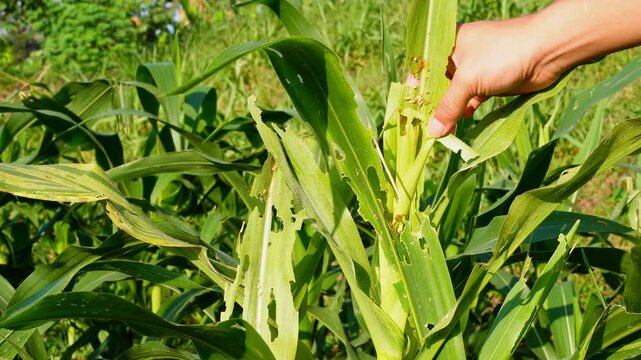 Hand inspecting damaged corn leaves eaten by fall armyworms in an agricultural farm, illustrating pest infestation and impact on crop health