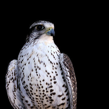 bel oiseau &agrave; l allure tr&egrave;s fier