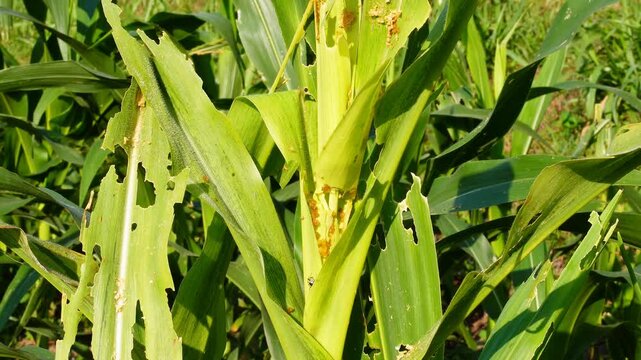Close-up of corn leaves damaged by fall armyworm pests. Visible holes and destruction on green maize plants, illustrating agricultural crop loss and insect infestation in a farming field