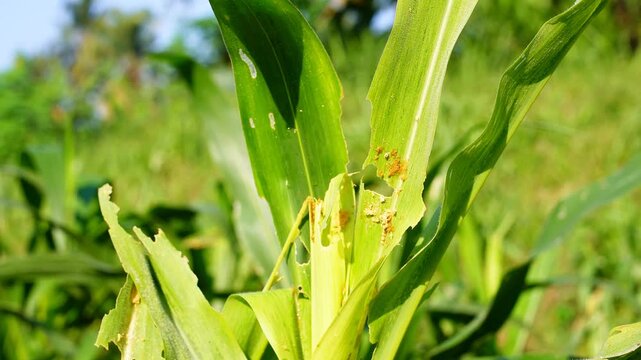 Close-up of corn leaves damaged by fall armyworm pests. Visible holes and destruction on green maize plants, illustrating agricultural crop loss and insect infestation in a farming field