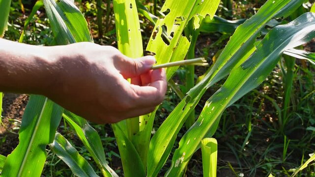 close up shot Hand inspecting damaged corn leaves eaten by fall armyworms in an agricultural farm, illustrating pest infestation and impact on crop health