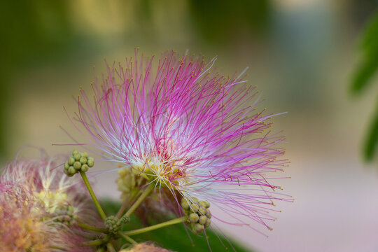 Close up of beautiful pink silk tree flower featuring delicate stamens of albizia julibrissin blooming on branch with soft green bokeh background showcasing natural exotic beauty in summer.