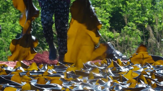 Korea kelp sea tangle dried harvest drying process local village workers labor marine industry aquaculture fishery farm seaweed product 한국 다시마 말리기 작업 다시마건조 수확 어촌 주민 노동 수산업 양식업 어업 해조류 수산물 가공 식품 식재료 건조장