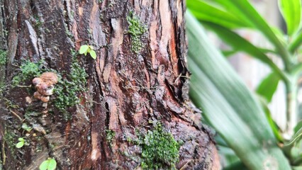 moss on tree trunk © HoangAnh