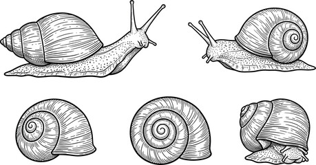 Hand drawn vintage engraving style vector illustration set of snails and empty spiral seashells isolated on a white background for nature and biology design © MstRowshanAra