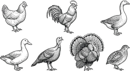 Farm poultry birds vector set with vintage hand drawn sketch elements of chicken rooster goose duck turkey and quail isolated on white background © MstRowshanAra