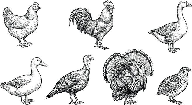 Farm poultry birds vector set with vintage hand drawn sketch elements of chicken rooster goose duck turkey and quail isolated on white background