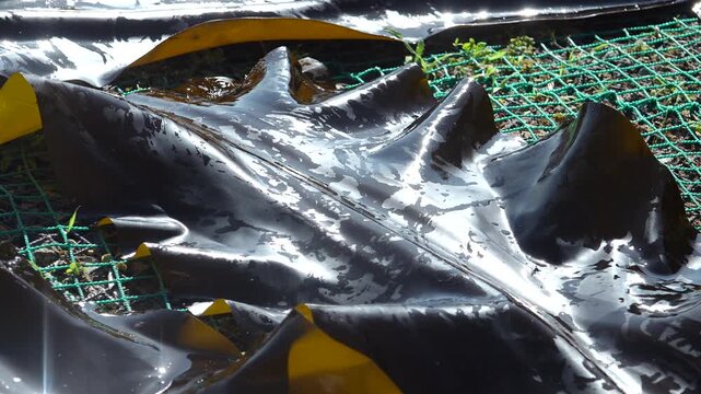 Korea kelp sea tangle dried harvest drying process local village workers labor marine industry aquaculture fishery farm seaweed product 한국 다시마 말리기 작업 다시마건조 수확 어촌 주민 노동 수산업 양식업 어업 해조류 수산물 가공 식품 식재료 건조장